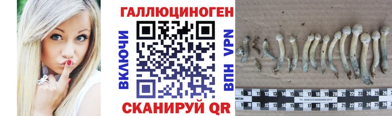 где продают наркотики  Уржум  Псилоцибиновые грибы мицелий 